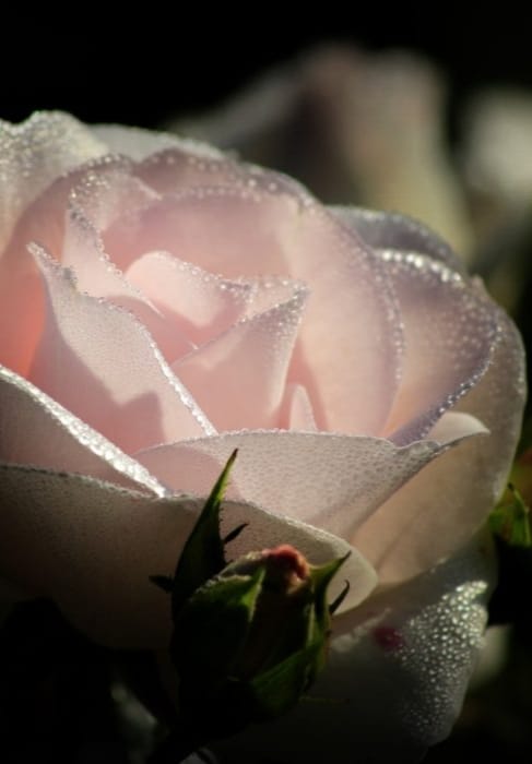 rose_2